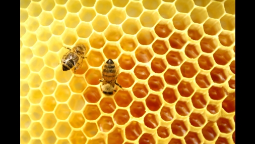 Inscrições para curso para apicultores 